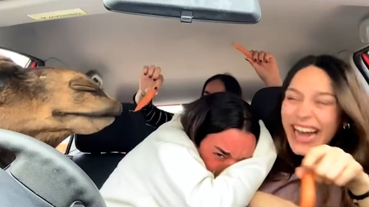Freunde flippen aus, als hungrige kamele im safaripark ins auto eindringen