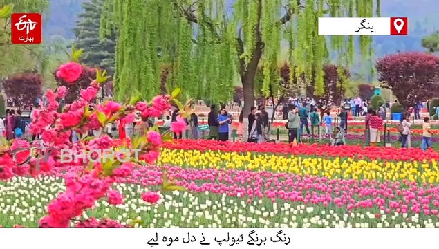 کشمیر کے ٹیولپ گارڈن کا جادو سر چڑھ کر بولا، سیاحوں کا ریکارڈ توڑ رش