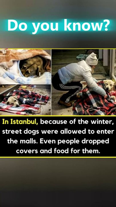 In Istanbul, Street Dogs Are Welcomed Into Malls During Winter 🐕❄️