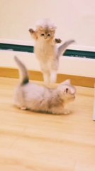 Adorable Cat Moments 🐱