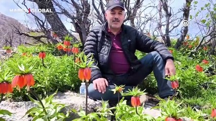 Batman'da eğitimcilerden ters lale doğa yürüyüşü