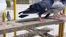VID-20250420-WA0109
