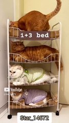 __ cat bed 1+3__ #lover #cat #shortsvideo @Star_14672