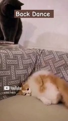 __back Dance__ #cats #lover #funny #shortsvideo #ai  @Fun_channel5649