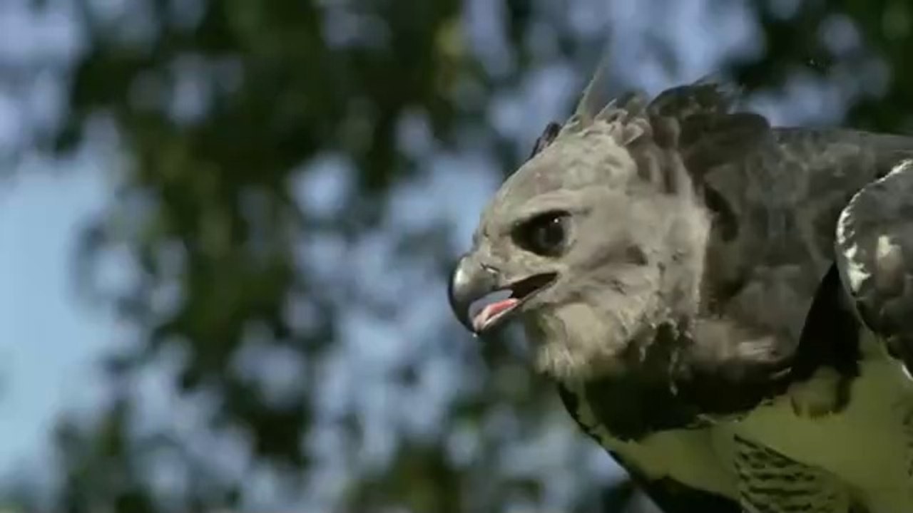 Monkey Punished By an Eagle, And Her Young Ate it !!
