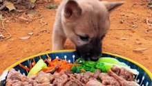 dog eat compilation