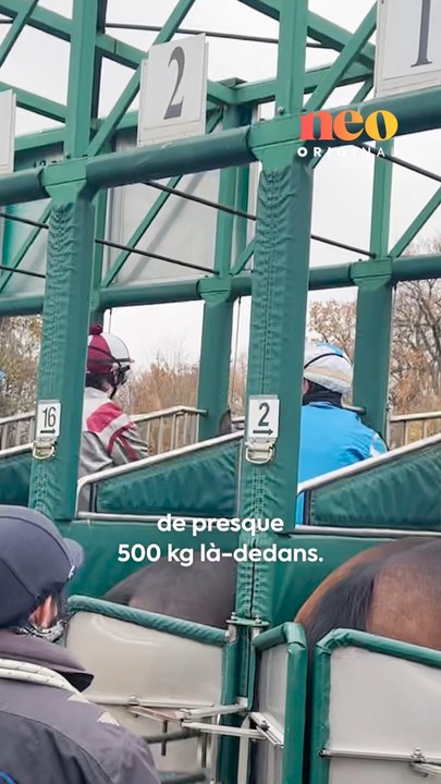 David est pousseur de chevaux