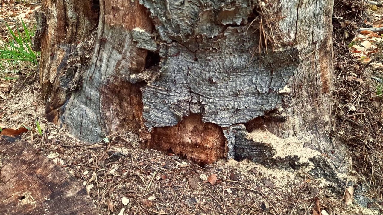 Quiet Forest Awakens- Birdsong, Rain, and the World of Ants 4K