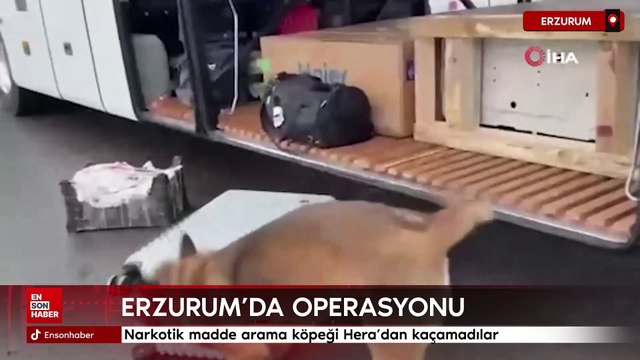 Erzurum'da narkotik madde arama köpeği Hera’dan kaçamadılar