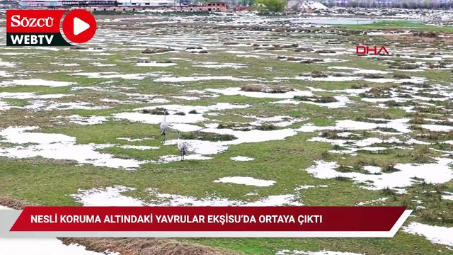 Nesli koruma altındaki yavrular Ekşisu’da ortaya çıktı