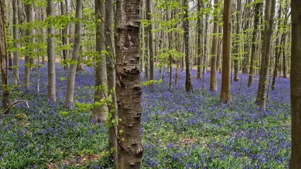 Bluebells north of Slindon West Sussex