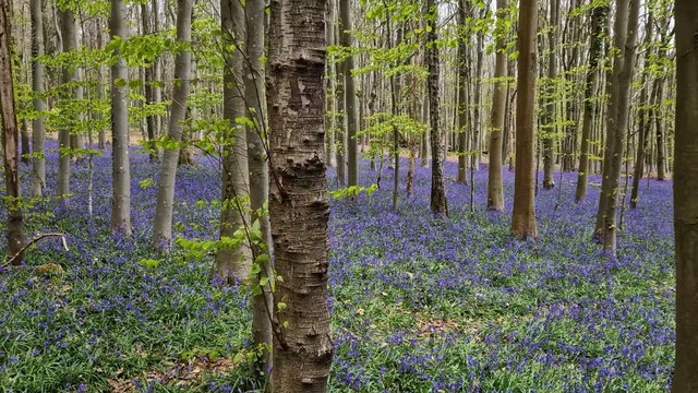 Bluebells north of Slindon West Sussex