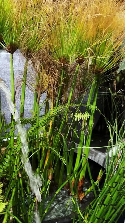 Large Planters – Make a Bold Green Statement