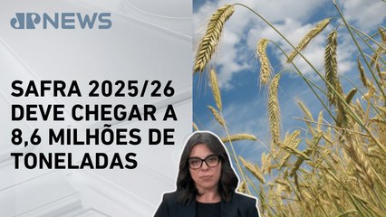 Mariana Grilli: Produção de trigo deve ter redução de 4,2% este ano