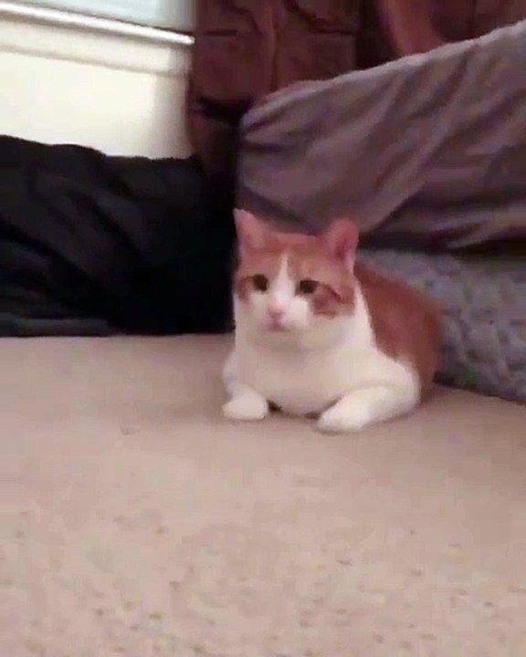 Welcome to the adorable world of **CatsAndBunnies**! 🐱🐰 In today's heartw