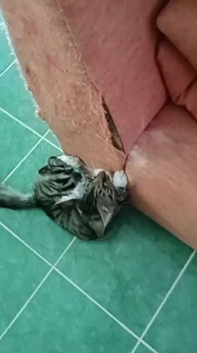 Scratching Time for Kuchai