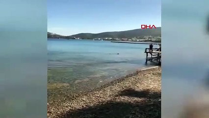 Muğla kıyılarında köpek balığı görüldü