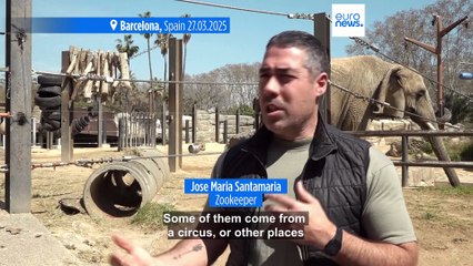 Elephant retirement home: This zoo in Spain is helping elderly animals to age gracefully
