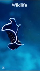 "Glorious Flatworm#ocean life#nature