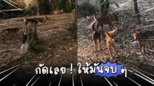รำคาญจัด ! หนุ่มจอดมอเตอร์ไซค์ให้หมากัด สุดท้ายหมา...หงอยเฉย !