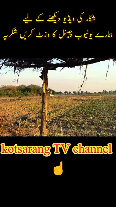 Wild boar hunting with dog soor Ka Shikar