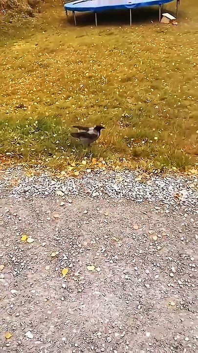 Funny Cat_Cute cat_Cat_Doges