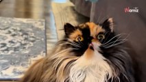 « Je n’ai jamais vu un chat avec autant de couleurs » : le pelage de ce Persan ne vous laissera pas indifférent