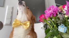 dog singing