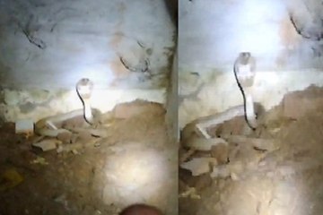 भाठागांव में 7 फीट लम्बा नाग सांप