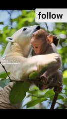 Just For Laughs Gags – Features prank videos and f