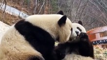 The daily life of pandas 🐼 (28)    #Panda #Lovely