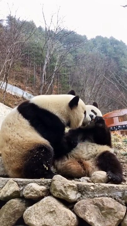The daily life of pandas 🐼 (28)    #Panda #Lovely