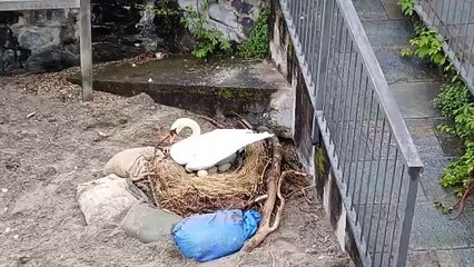 Menaggio, la Polizia Provinciale salava un nido di cigni con otto uova