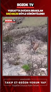Yozgat'ta Doğaya bırakılan Dağ Keçisi böyle görüntülendi