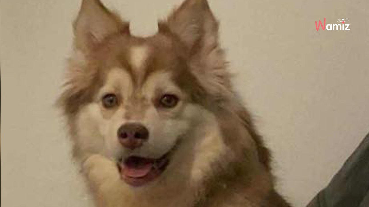 Saisie dans un élevage où les conditions étaient difficiles, cette jeune chienne attend un guide pour découvrir la vie