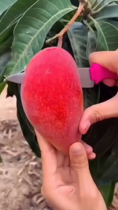 Chinese amazing mango fruit farming