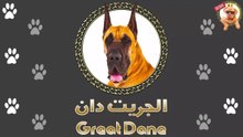 الجريت دان | المظاهر خداعة | قبل ما تدفع فلوس فيه لازم تشوف الفيديو للآخر  | Great Dane