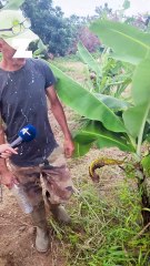 Le désarroi d'un planteur de bananes