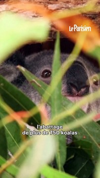 750 koalas abattus par des tireurs d’élite en hélicoptère