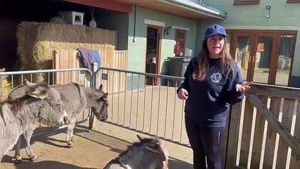 Why I set up the Wonkey Donkey sanctuary in Knottingley