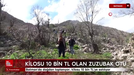 Batman'da dağdan toplanıyor, kilosu 10 bin TL'ye satılıyor