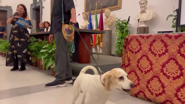 Ai nastri di partenza il premio La Penna d'Oca del Campidoglio