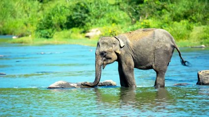 Farm Animal Species & Sounds: Cow, Pig, Cat, Chicken, Dog, Goat, Sheep, Elephant, Deer, Duck, Horse