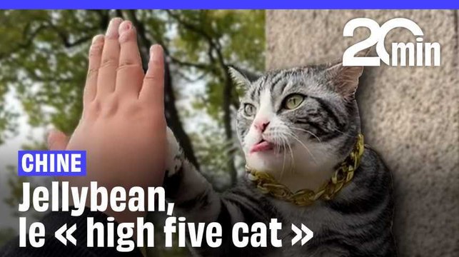 Chine : Jellybean, le chat surnommé « High five cat »