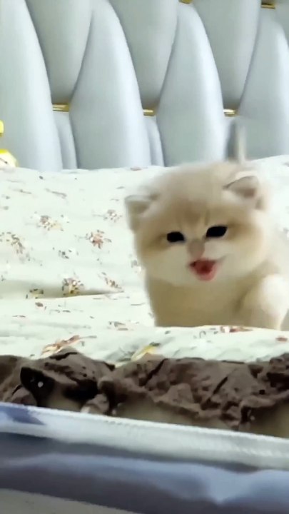 Cute baby kitten sound ❤️