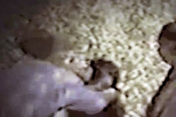 Diagnosis Murder Season 5 Episode 3 Malibu Fire