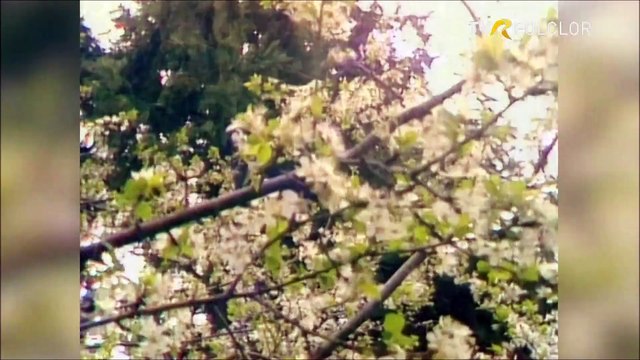 Mioara Pitulice - Buna ziua, om batran (Popasuri folclorice - arhiva TVR)