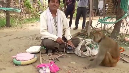 Funny Animal - Monkey Dance Video Just like Humans