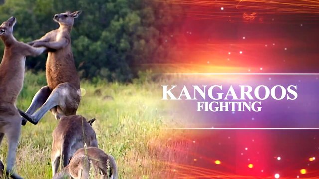 Kangaroos Boxing Fighting Australia