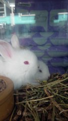 Charming White Rabbits in Their Cozy Cage